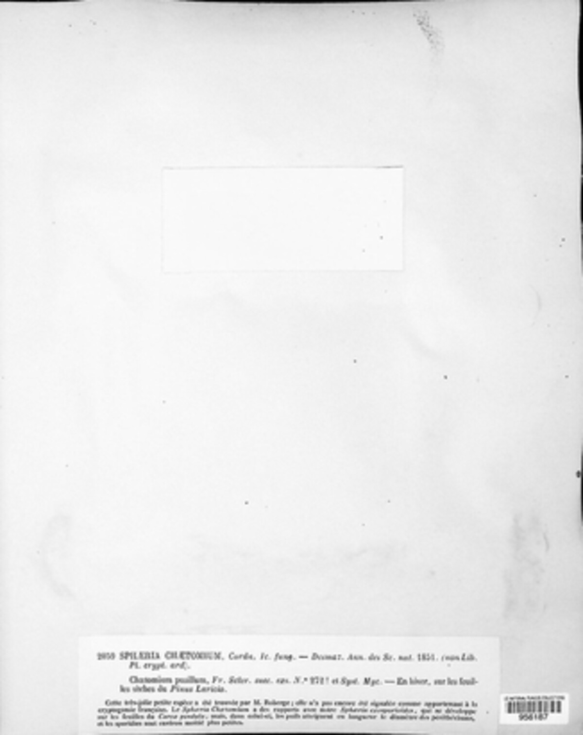 Niesslia exosporioides image